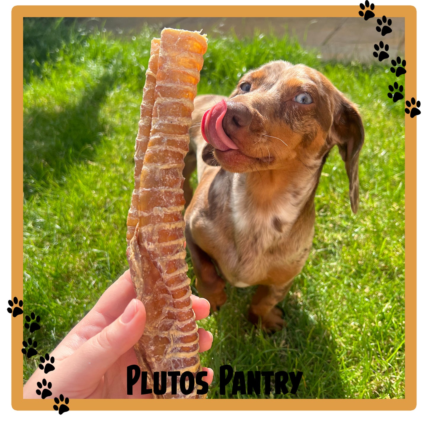 Beef Trachea- 24cm
