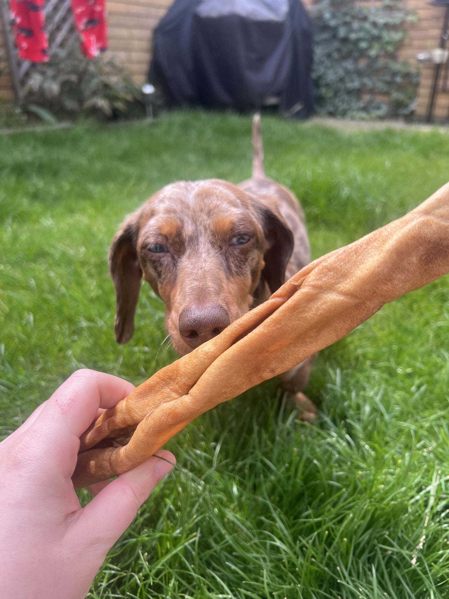 Paddock Farm by Nova Dog Chews Camel Skin Roll 30cm - Long Lasting Natural Dog Treat