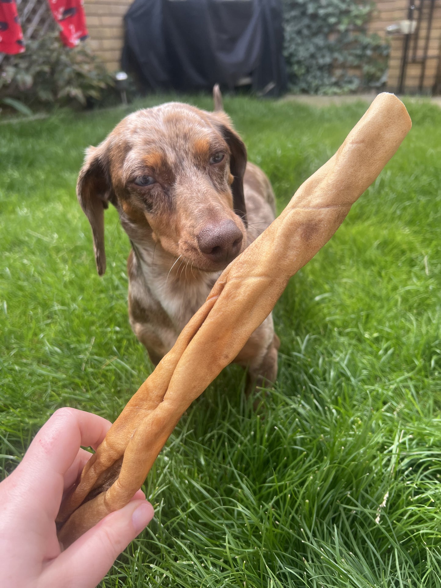 Paddock Farm by Nova Dog Chews Camel Skin Roll 30cm - Long Lasting Natural Dog Treat