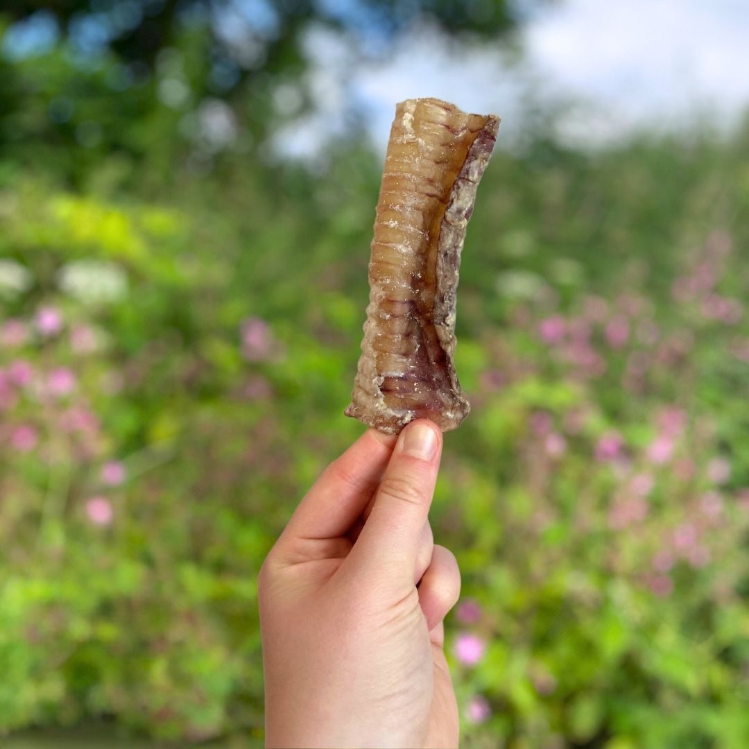 Beef Trachea - 12cm