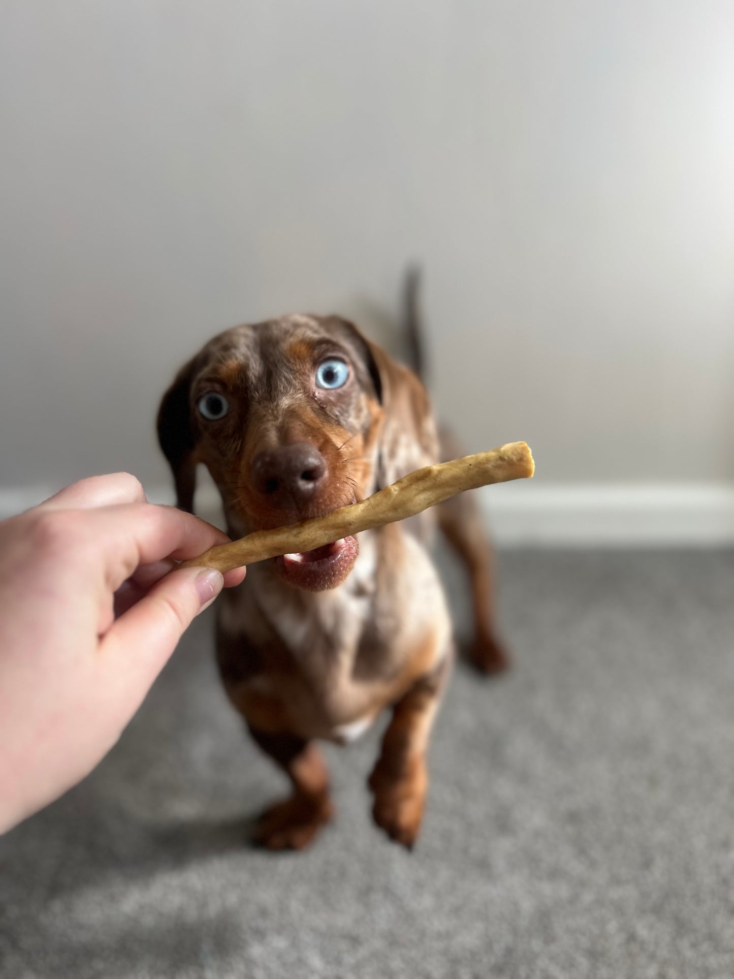 Beef Tails | Long Lasting Natural Dog Treat