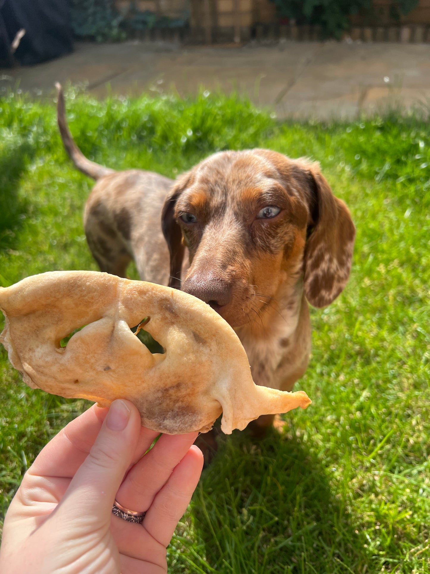 Lamb Snouts - 100g or 500g