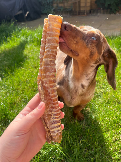 Beef Trachea- 24cm