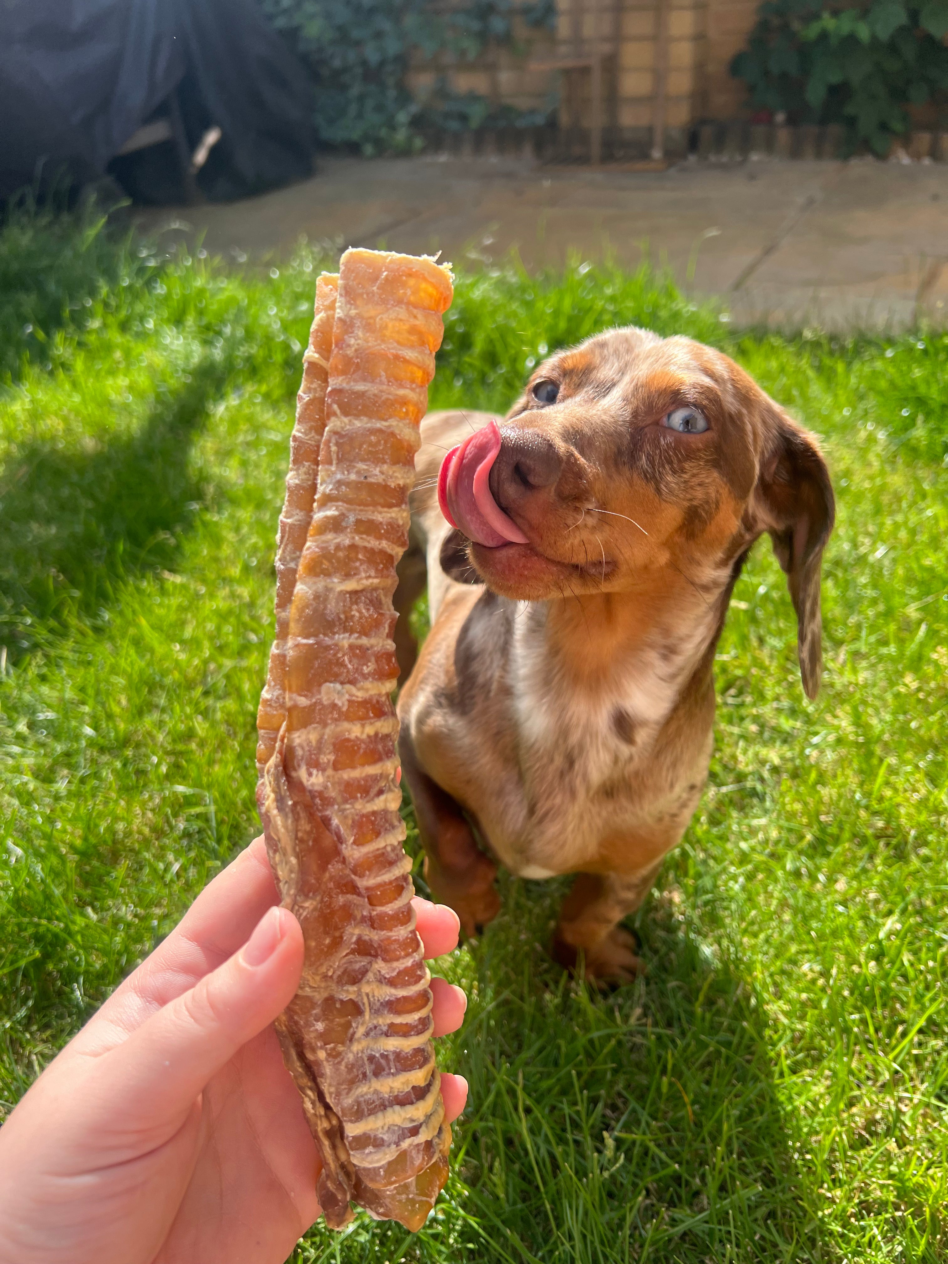 Beef Trachea 24cm Plutos Pantry