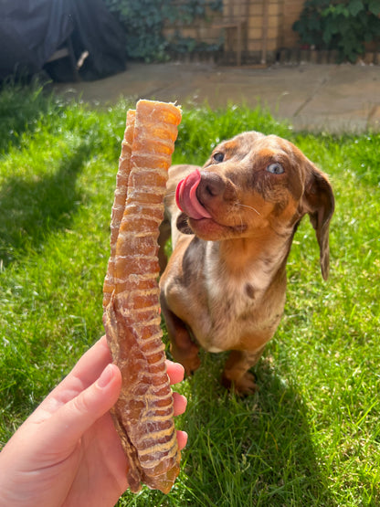 Beef Trachea- 24cm