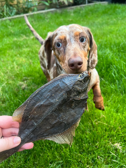 Whole Flounder