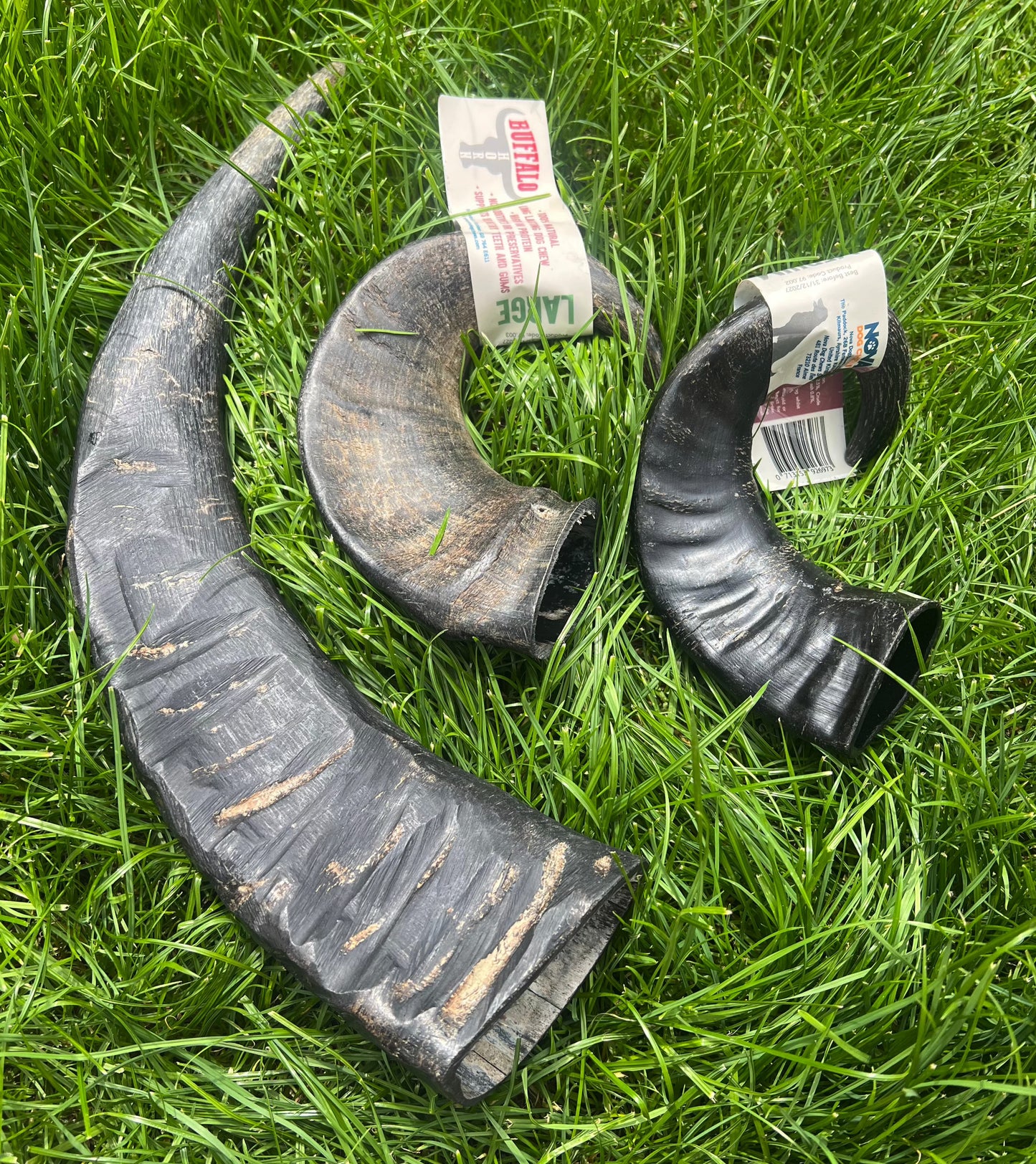 Buffalo Horn | Long Lasting Dog Chew