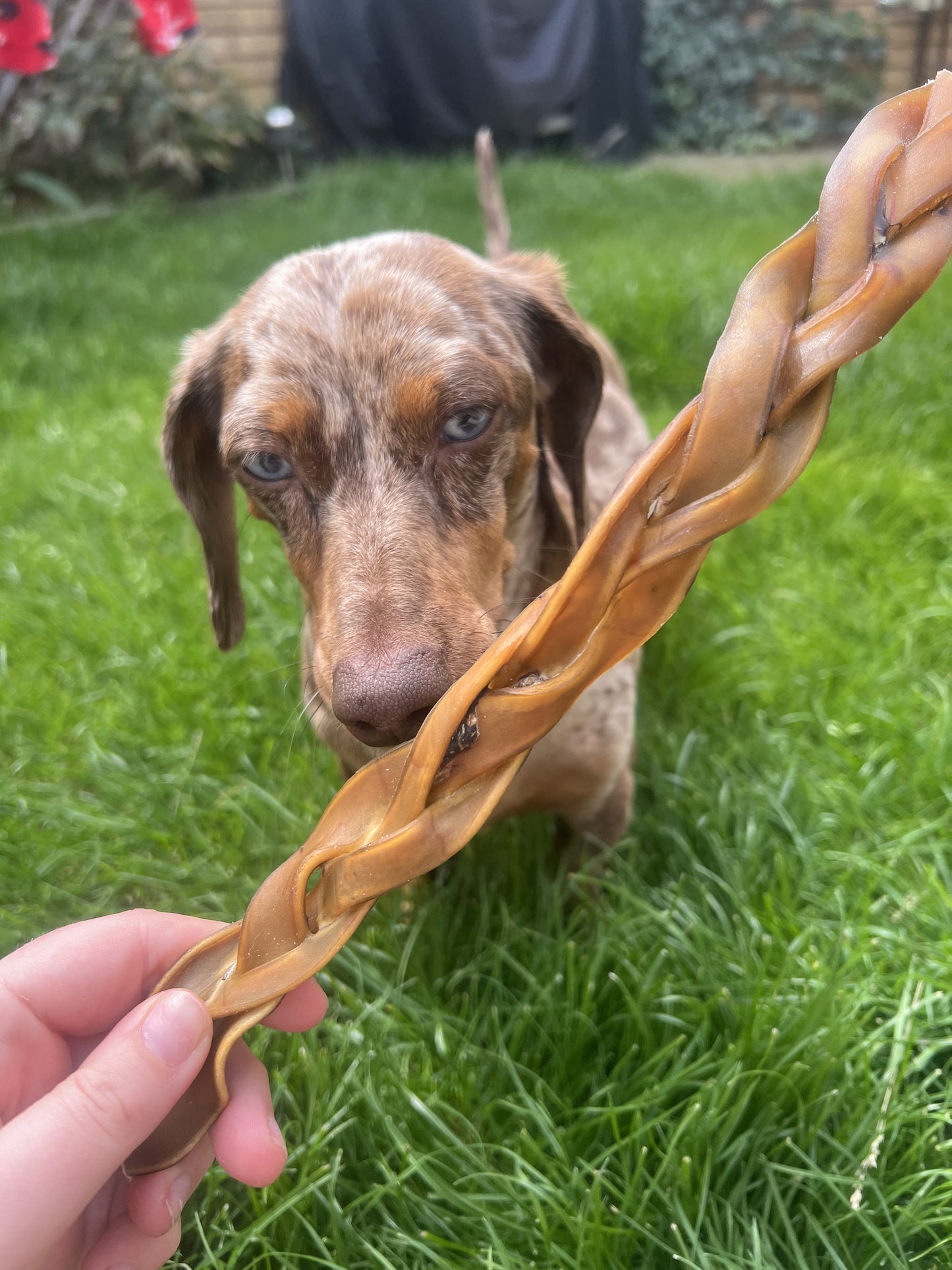 Camel Braid 30cm