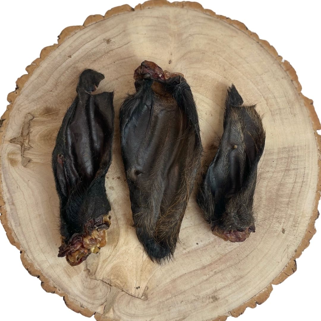 Large Buffalo Ears - Hairy & Hairless