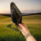 Large Buffalo Ears - Hairy & Hairless