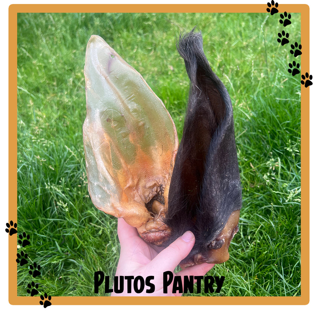 Large Buffalo Ears - Hairy & Hairless